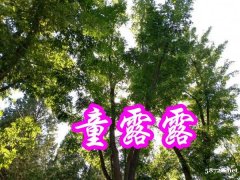 中民中凯开头公司东方开头华夏开头公司